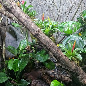Poison dart frogs exhibit