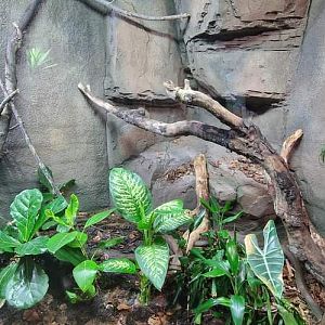 King Cobra exhibit