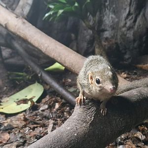 Northern Treeshrew
