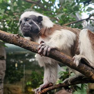 Cotton-top Tamarin
