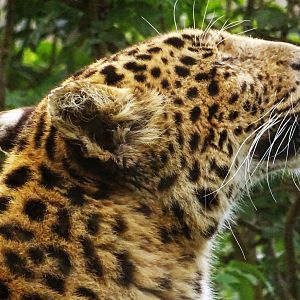 Amur Leopard