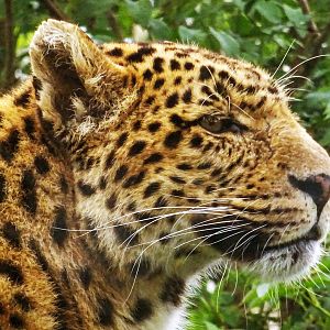 Amur Leopard