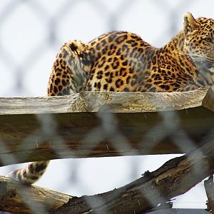 Amur Leopard