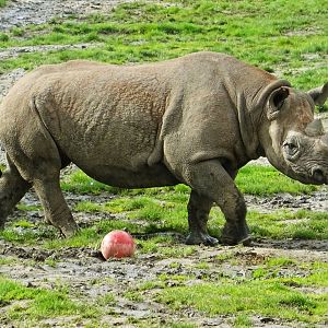 Black Rhinoceros