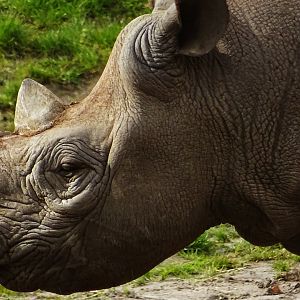 Black Rhinoceros