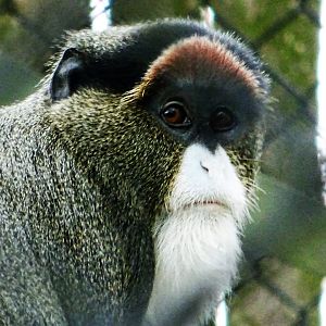 De Brazza's Monkey