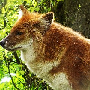 Dhole