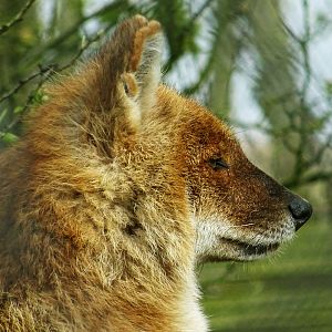 Dhole