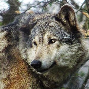 Grey Wolf