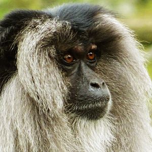 Lion-Tailed Macaque