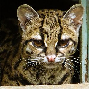 Margay