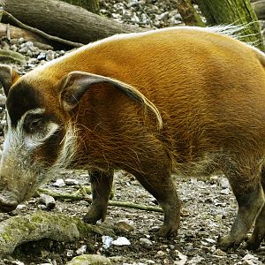 Red River Hog