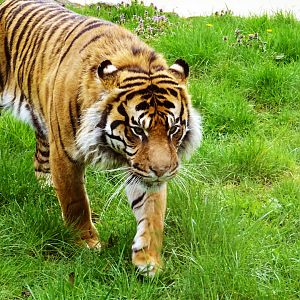 Sumatran Tiger