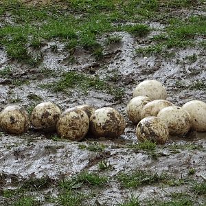 Ostrich Eggs