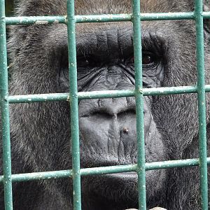 Western Lowland Gorilla