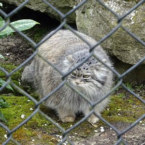 Pallas Cat
