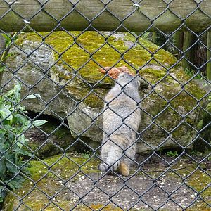 Pallas Cat