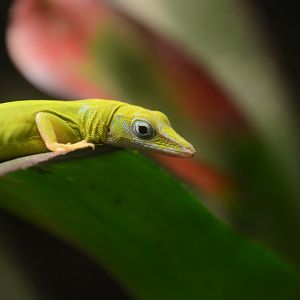 Tiburon green anole (Anolis chlorocyanus)