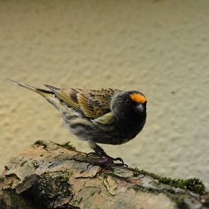 Red-fronted serin (Serinus pusillus)