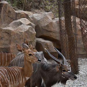 lowland nyala or simply nyala (Tragelaphus angasii)