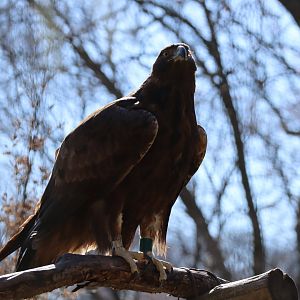 Japanese golden eagle