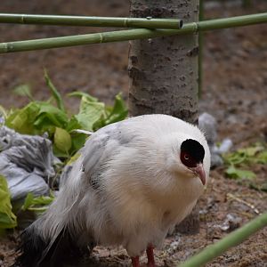 white eared pheasant (Crossoptilon crossoptilon)