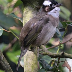 Light-vented bulbul (Pycnonotus sinensis)