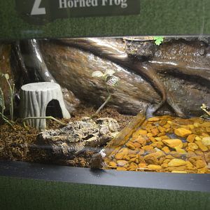 Cypress Swamp - Malayan Horned Frog (Pelobatrachus nasutus) (May 2017)