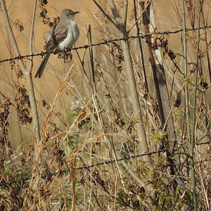 mocking bird