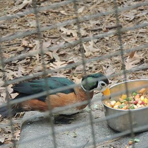 african pygmy goose