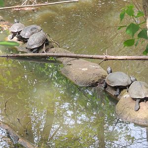 unknown turtles