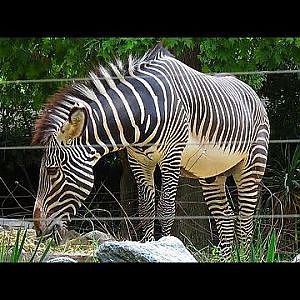 Smithsonian's National Zoo 2016 - YouTube