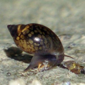 Tadpole snail (Physella acuta)