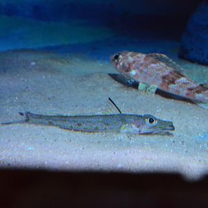 Bigscale duckbill (Bembrops curvatura)