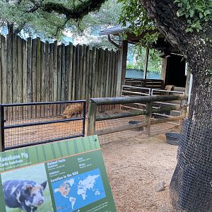Children’s Zoo- Kunekune Pig Enclosure