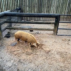 Children’s Zoo- Kunekune Pig Enclosure