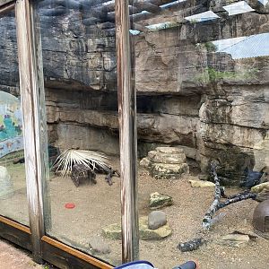 Children’s Zoo- Three-Toed Box Turtle Enclosure