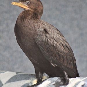Juvenile Little Pied Shag (Microcarbo melanoleucos)