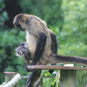 Geoffroy's Spider Monkey with baby