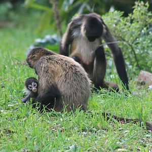 Geoffroy's Spider Monkeys with baby