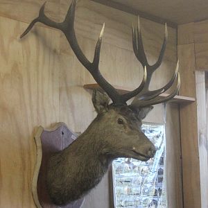 Red Deer head mount, The Deer Story Museum & Café