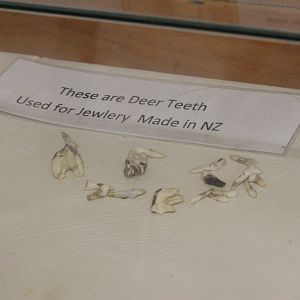 Deer teeth, The Deer Story Museum & Café