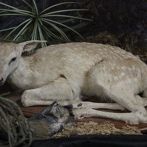 Taxidermy Fawn, The Deer Story Museum & Café