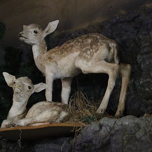 Taxidermy fawns, The Deer Story Museum & Café