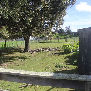 Enclosure for European Fallow Deer, The Deer Story Museum & Café