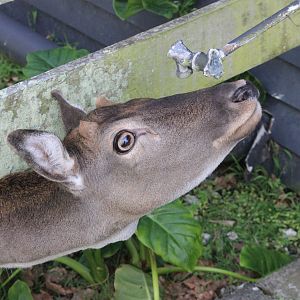 European Fallow Deer, The Deer Story Museum & Café