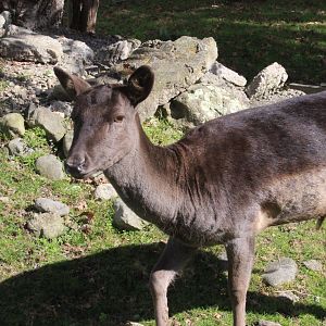 European Fallow Deer, The Deer Story Museum & Café
