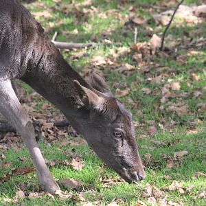 European Fallow Deer, The Deer Story Museum & Café