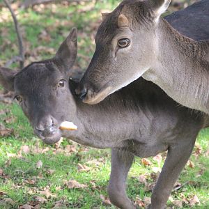 European Fallow Deer feeding dispute, The Deer Story Museum & Café