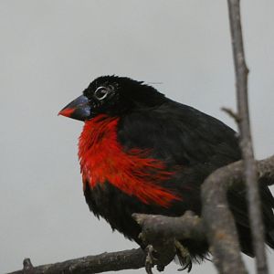Bird ID? - Zoo Warszawa
